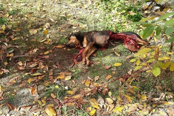درگیری خرس و سگ نگهبان در منطقه مسکونی شمیرانات