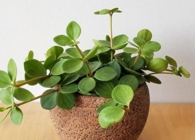 راهنمای کامل نگهداری و تکثیر گیاه پپرومیا در خانه