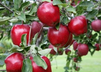سیب درختی گلباف روانه بازار شد
